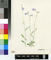 Lobelia sp.