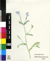 Myosotis afropalustris C.H.Wright