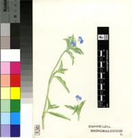 Commelina benghalensis L.