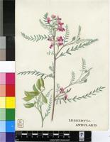 Lessertia annularis Burch.