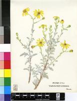 Senecio tanacetoides Sond. ex Harv.