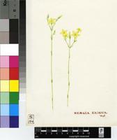 Sebaea exigua (Oliv.) Schinz