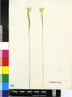 Moraea sp.
