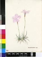 Dianthus sp.