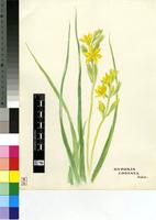 Hypoxis costata Baker