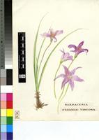 Barbacenia viscosa (Baker) Pax