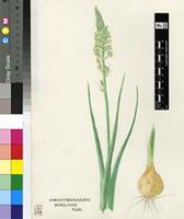 Ornithogalum ecklonii Schltdl.