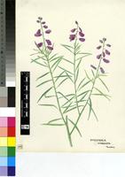 Polygala virgata Thunb.