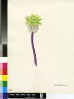 Eucomis sp.