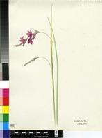 Dierama atrum N.E.Br.