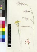 Moraea pallida (Baker) Goldblatt