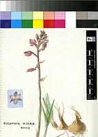 Eulophia hians Spreng.
