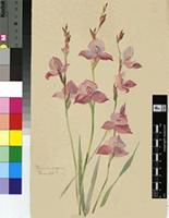 Disa racemosa L.f.