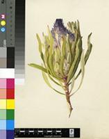 Protea longiflora Lam.