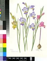 Gladiolus carinatus Aiton