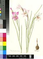 Gladiolus blommesteinii L.Bolus