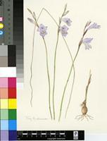Gladiolus subcaeruleus G.J.Lewis