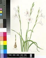 Gladiolus robertsoniae F.Bolus