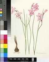 Gladiolus lewisiae Oberm.