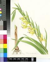 Gladiolus buckerveldii (L.Bolus) Goldblatt