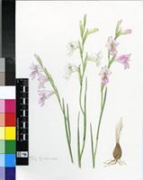 Gladiolus punctulatus Schrank