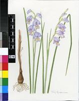 Gladiolus marlothii G.J.Lewis