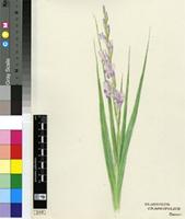 Gladiolus crassifolius Baker