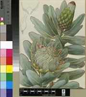 Protea nitida Mill.