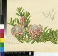 Protea venusta Compton