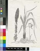 Bulbinella elata P.L.Perry