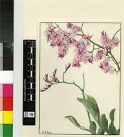 Limonium roseum (Sm.) Kuntze