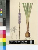 Gladiolus invenustus G.J.Lewis