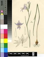 Gladiolus violaceolineatus G.J.Lewis