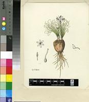 Urginea multifolia G.J.Lewis