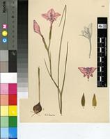 Gladiolus prismatosiphon Schltr.