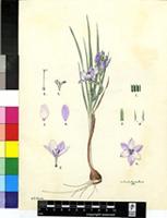 Babiana stricta (Aiton) Ker Gawl. var. erectifolia G.J.Lewis