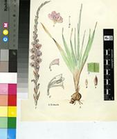 Gladiolus densiflorus Baker