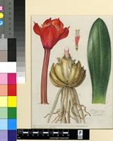 Haemanthus pubescens L.f. subsp. pubescens