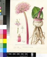 Haemanthus humilis Jacq.
