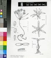 Strumaria merxmuelleriana (D.& U.Müll.-Doblies) Snijman