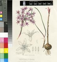 Hessea cinnamomea (L'Hér.) T.Durand & Schinz