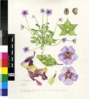 Diascia cardiosepala Hiern