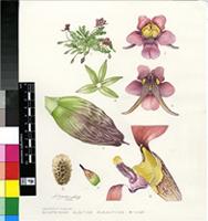 Diascia nana Diels