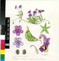 Diascia capensis (L.) Britten