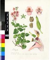 Diascia vigilis Hilliard & B.L.Burtt