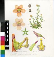 Diascia nodosa K.E.Steiner