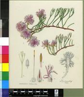 Serruria stellata Rourke