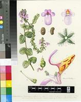 Diascia lilacina Hilliard & B.L.Burtt