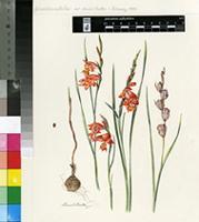 Gladiolus rubellus Goldblatt