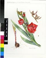 Gladiolus flanaganii Baker